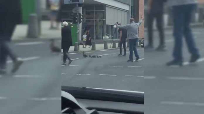 Entenfamilie Mainz Entenfamilie Mainz