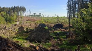 Festnahme nach großeinsatz der feuerwehr in mainz-gonsenheim