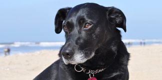 PM Hund am Strand TASSO Plakette HP