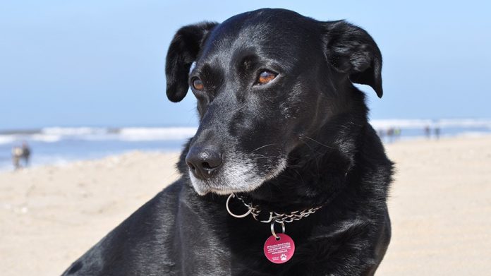 PM Hund am Strand TASSO Plakette HP
