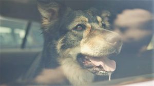 Julia klöckner vergleicht kükenschreddern mit schwangerschaftsabbruch