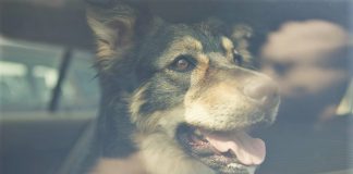 PM Hund im Backofen TASSO e V