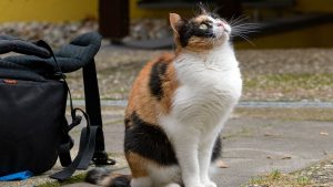 Polizei stoppte 40-jährigen mit fast 2,8 promille auf der a63 bei alzey