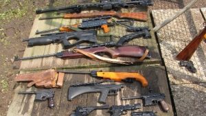 Alarmierende zahlen zum illegalen welpenhandel