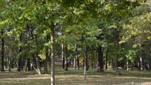 Park auf dem rochusberg in bingen wird wegen baumfällarbeiten gesperrt Topthema 20210726 rochusberg