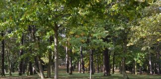 Topthema 20210726 Rochusberg