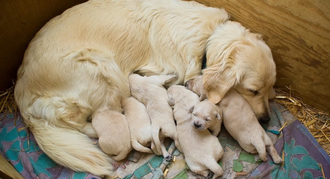 puppies 2985944 1920