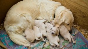 Puppies 2985944 1920