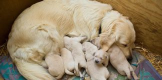 puppies 2985944 1920