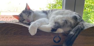 PM Erfolgsgeschichte Kater Loki TASSO