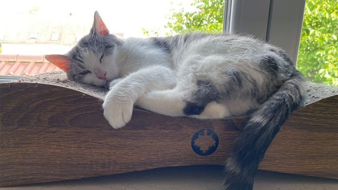 PM Erfolgsgeschichte Kater Loki TASSO