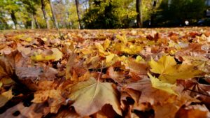 20171103 132423 thorsten luettringhaus mainz herbst park drususwall 1