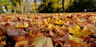20171103 132423 thorsten luettringhaus mainz herbst park drususwall 1