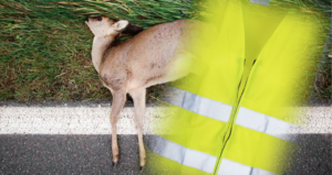 Unfallfahrer lässt reh mit warnweste auf straße liegen Img 20210913 010333