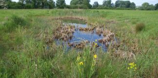 Topthema 20210903 Rheinauen.jpg