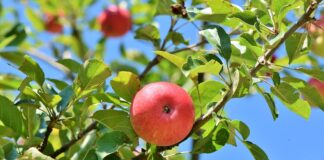 apple 3535571 960 720