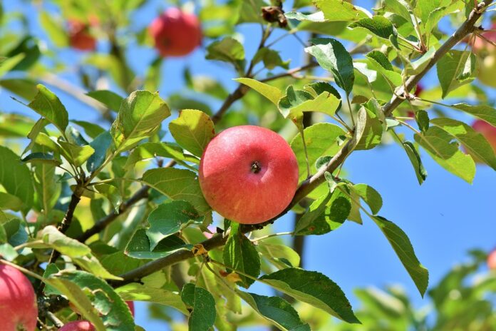 apple 3535571 960 720