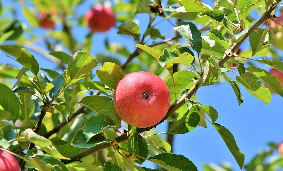 apple 3535571 960 720