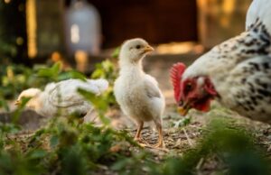 Chickens 3523596 960 720 e1632904114177