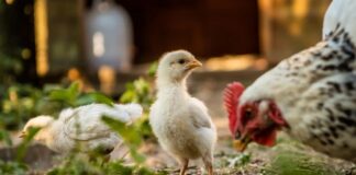 chickens 3523596 960 720 e1632904114177