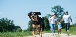 pressemitteilung passt tierischer begleiter ins leben TASSO
