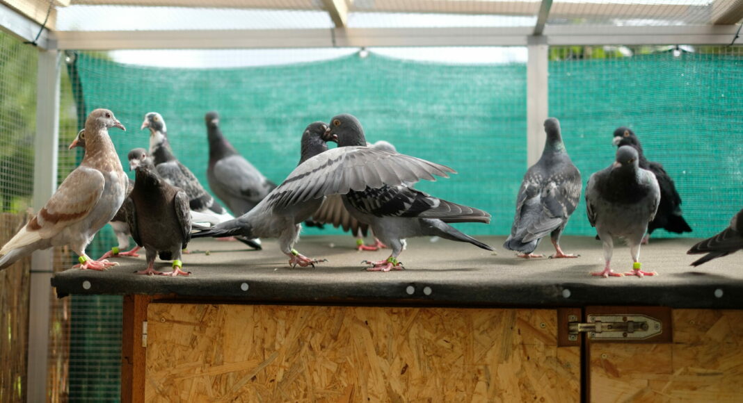 DSCF2758 Original e1634647363645