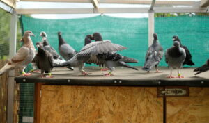 Flughafen frankfurt-hahn meldet insolvenz an