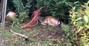 Mainz: flink liefert lebensmittel & co. Innerhalb von 10 minuten 1