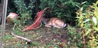 Hirsch e1633874084854