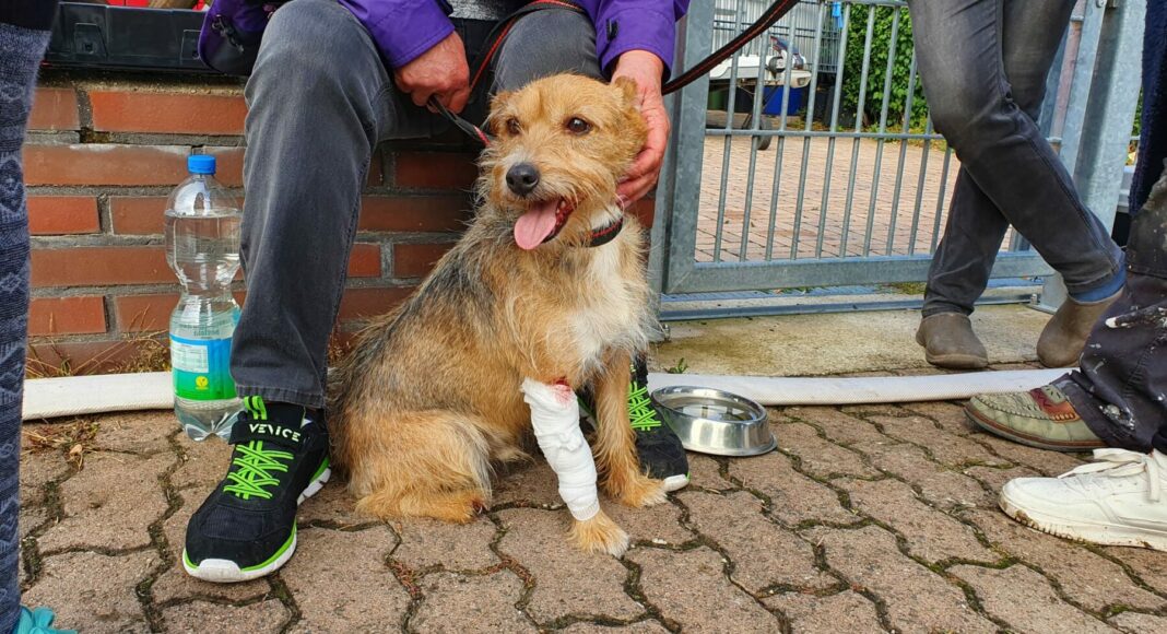 Hunderettung Woerrstadt