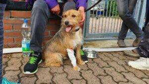 Deutscher bauernverband fordert sofortige unterstützung von der politik