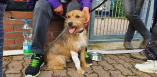 Hunderettung Woerrstadt