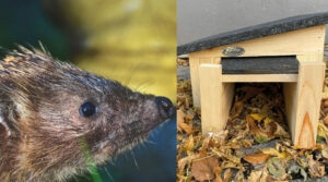 Demo der npd und kameradschaft rheinhessen in bingen Demo der npd und kameradschaft rheinhessen in bingen