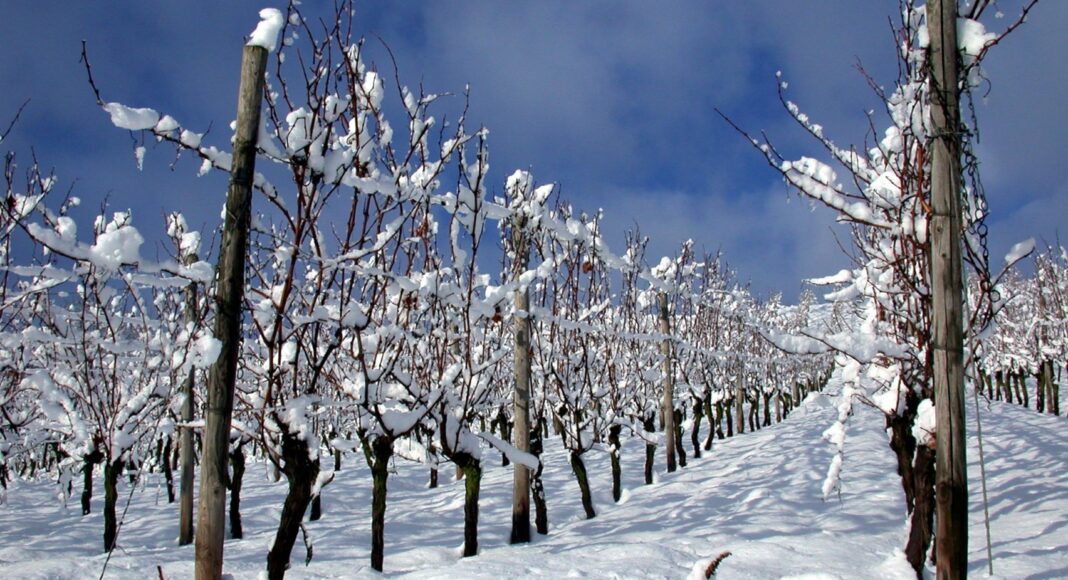 RHT Weinberg im schnee low c Klaus Benz e1635165687675