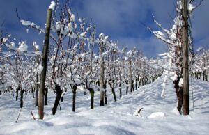 "büroversehen" im fall der notarztversorgung in ingelheim