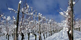 RHT Weinberg im schnee low c Klaus Benz e1635165687675