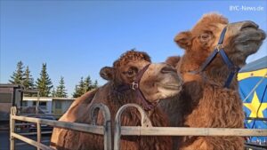 40 neue winterquartiere für igel in nieder-olm