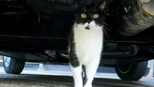 Was tun, wenn der tierische liebling plötzlich weg ist? Vcsprasset 3722489 281275 137c3dbb 908a 4fac a9a1 0c1d0b93cf3e 0