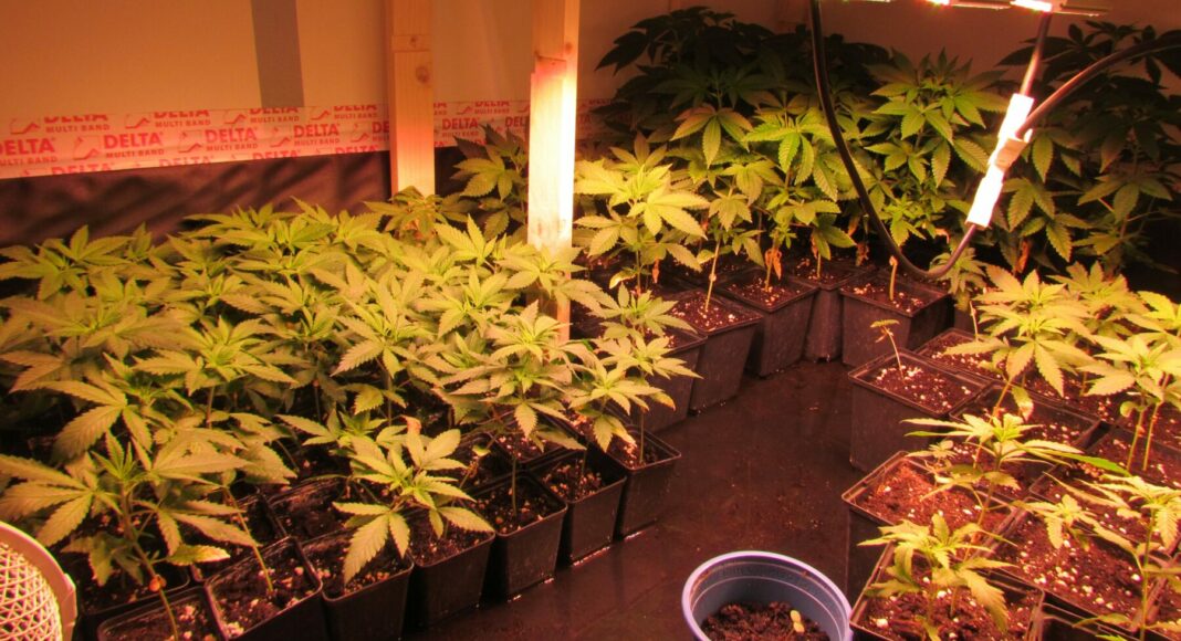 211108Cannabis
