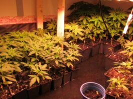 Cannabis, THCA