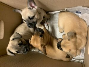 Mercedes-fahrer kracht betrunken in ampelanlage auf der bundesstraße b9