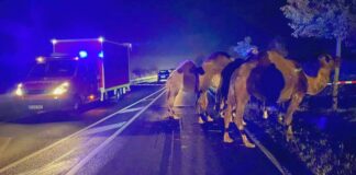 WhatsApp Image 2021 11 04 at 10.23.32