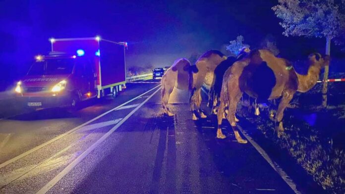 WhatsApp Image 2021 11 04 at 10.23.32 WhatsApp Image 2021 11 04 at 10.23.32