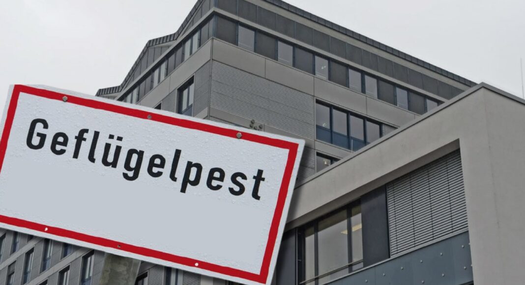 Geflügelpest, Symbolbild Geflügelpest, Symbolbild