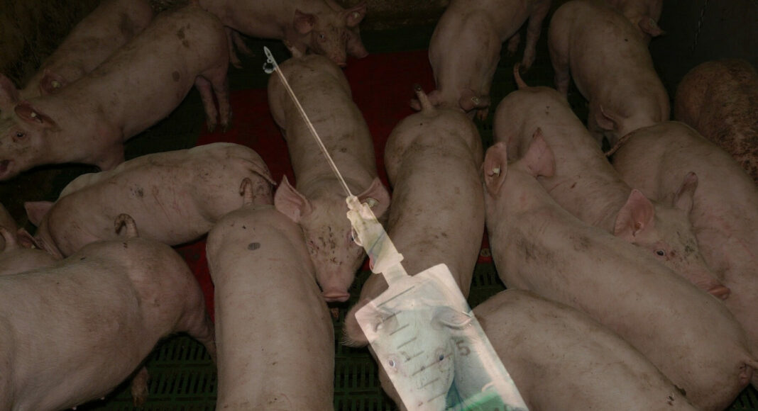 pig 11246 1920 1