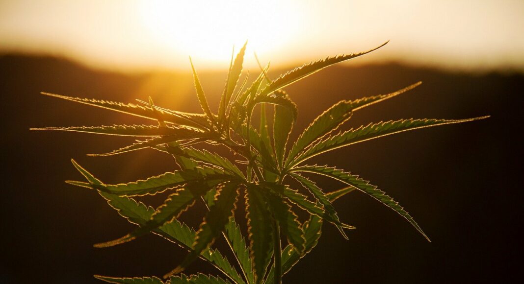 plant ga9249ccb1 1280