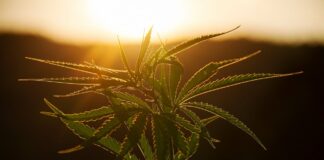 plant ga9249ccb1 1280