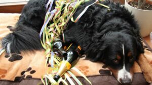 Abschiedsfeier für den verstorbenen ehrenbürgermeister thomas jühe in raunheim Abschiedsfeier für den verstorbenen ehrenbürgermeister thomas jühe in raunheim