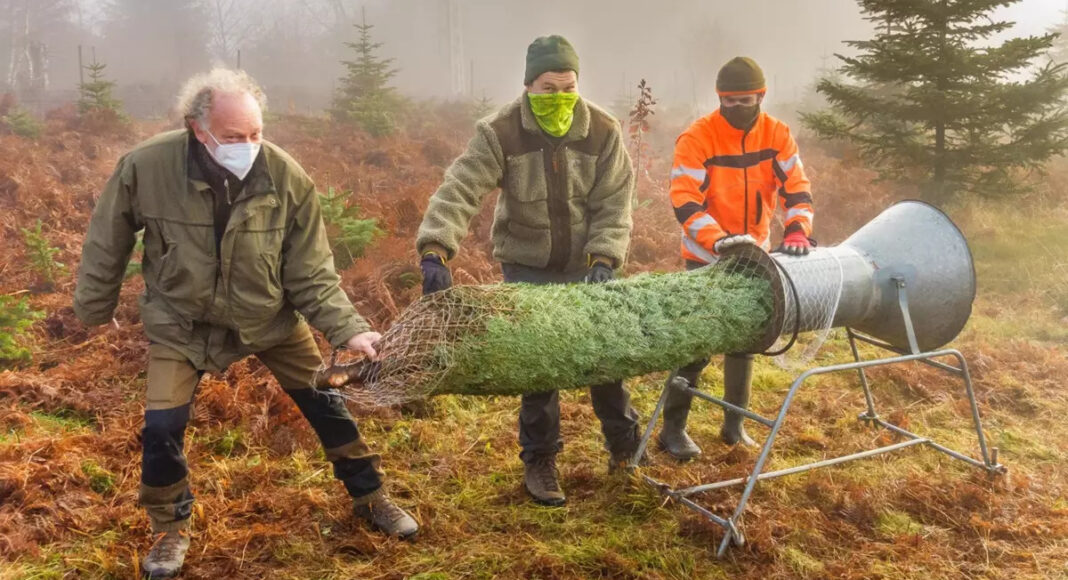 Baeume e1639564367225