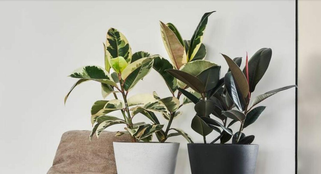 2 Zimmerpflanzen, Symbolbild